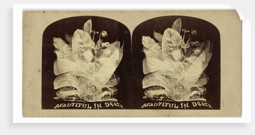 Beautiful in Death by The London Stereoscopic Company