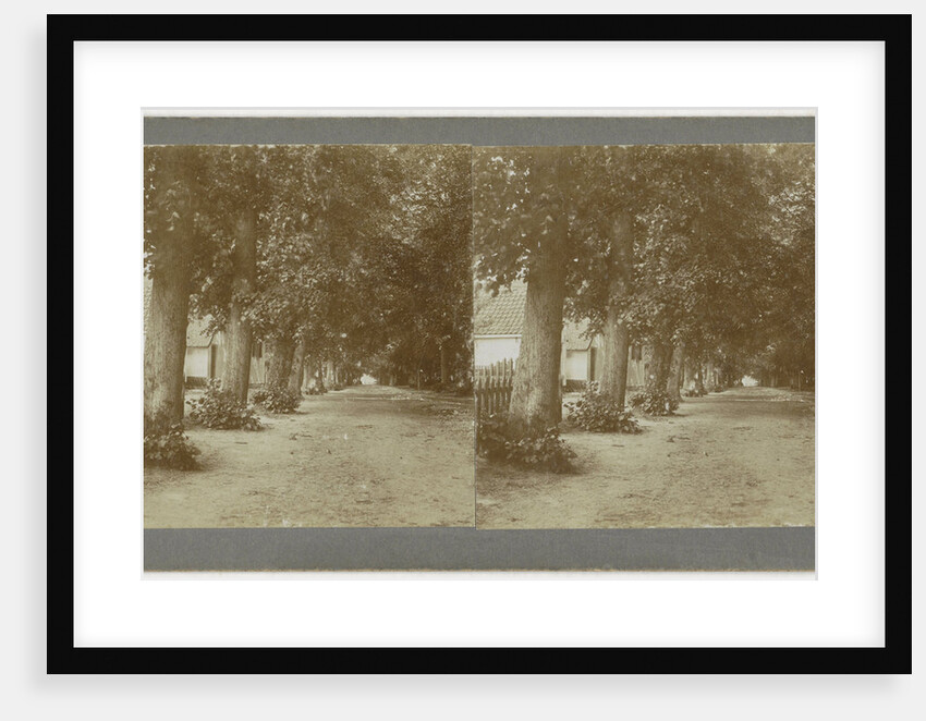 Netherlands, Monnikendam avenue of trees by Anonymous