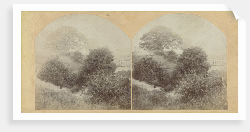 In Prestbury Park near Cheltenham UK by E. Fixon