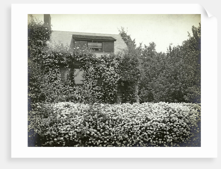 Garden and house overgrown with roses by Anonymous