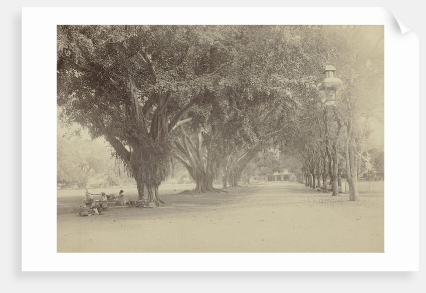 Street with large trees and sellers in Indonesia by Anonymous