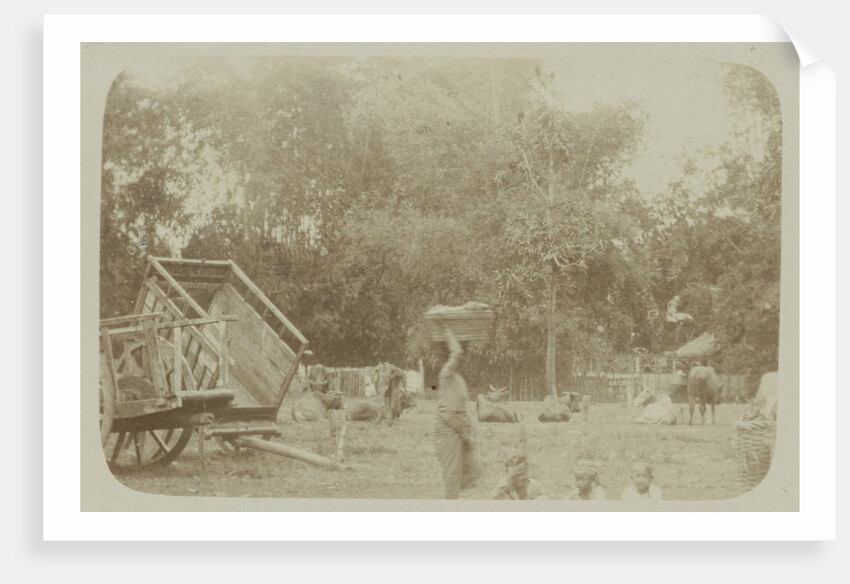 View of a farm with cows in Surabaya, Indonesia by Anonymous