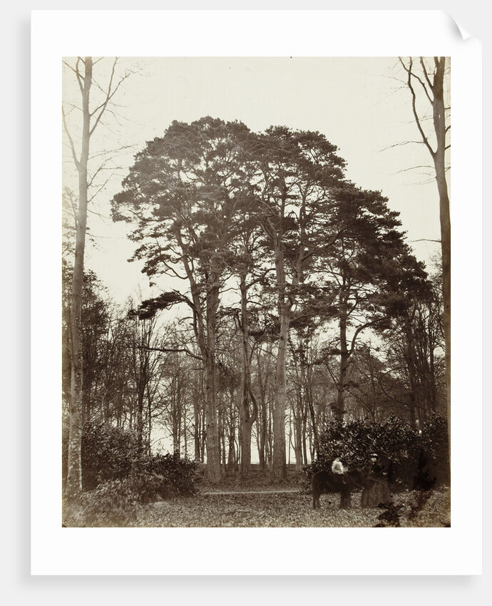 Group conifers near the obelisk at Windsor Estate by William Bembridge