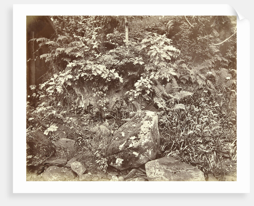 Plants and other vegetation by William Church