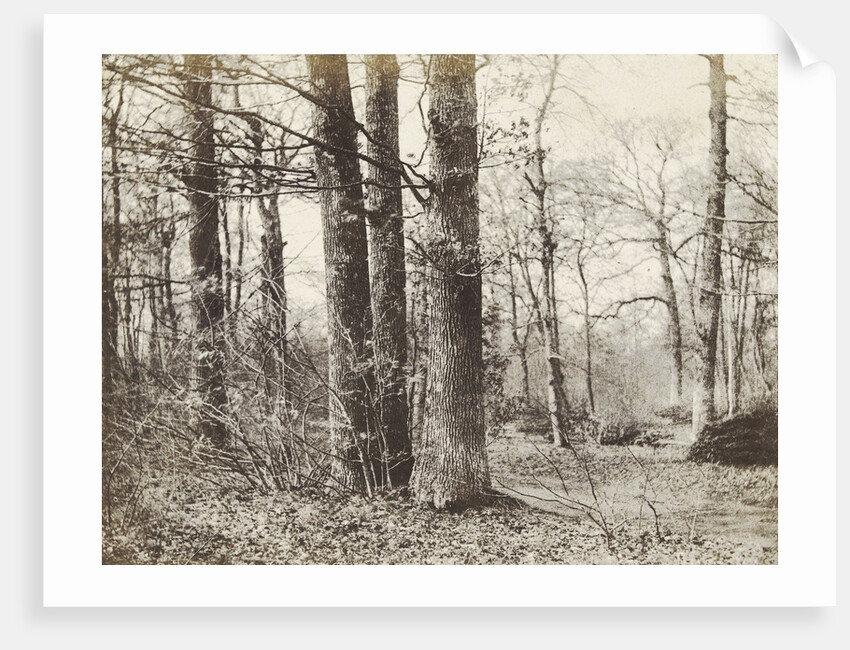 Tree Study by Hendrick Hondius I