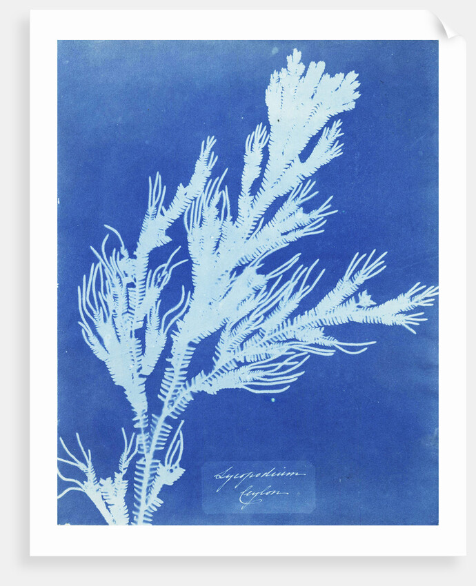 Clubmoss trace plant, Lycopodium Ceylon by Anna Atkins