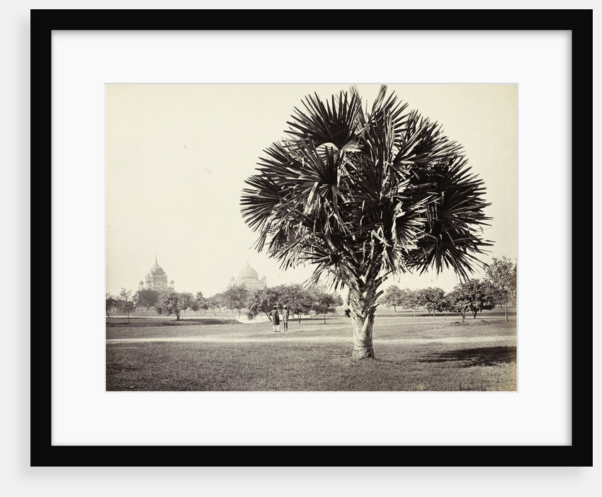 A Palm Tree Study, Lucknow, India by Samuel Bourne