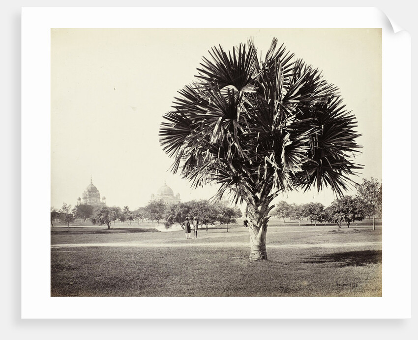 A Palm Tree Study, Lucknow, India by Samuel Bourne