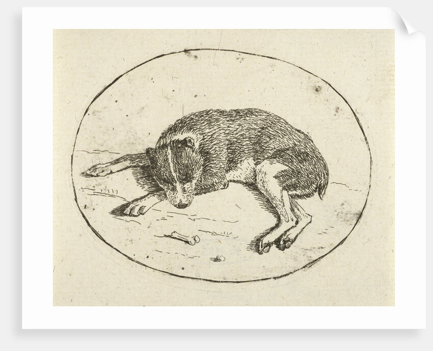 Lying dog by Anthonie van den Bos