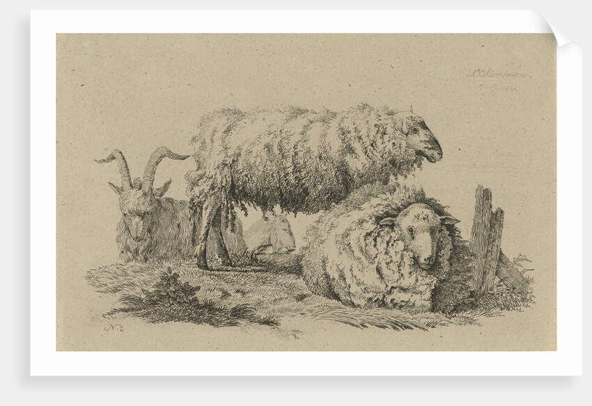 Two sheep and two goats by Anthony Oberman