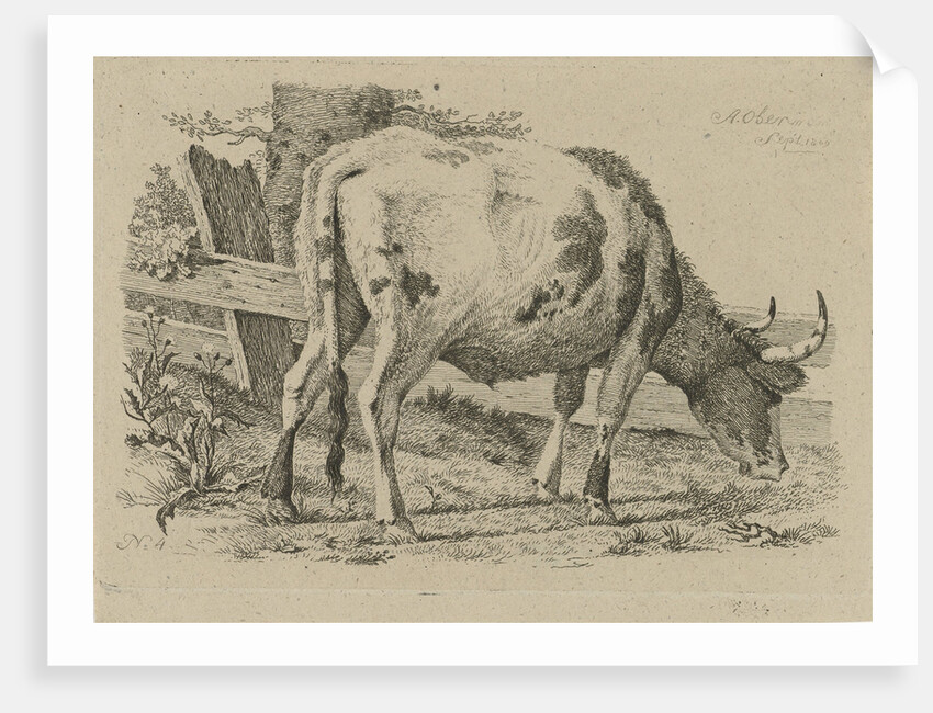 Grazing cow at a fence by Anthony Oberman