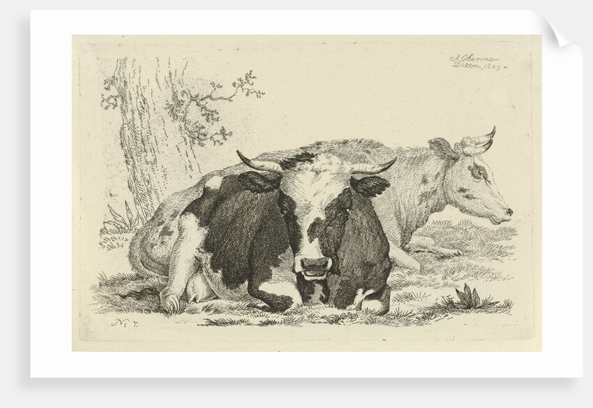 Two cows lying in front of a tree by Anthony Oberman