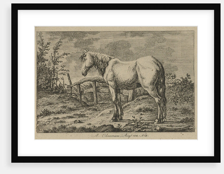 Single horse by Anthony Oberman