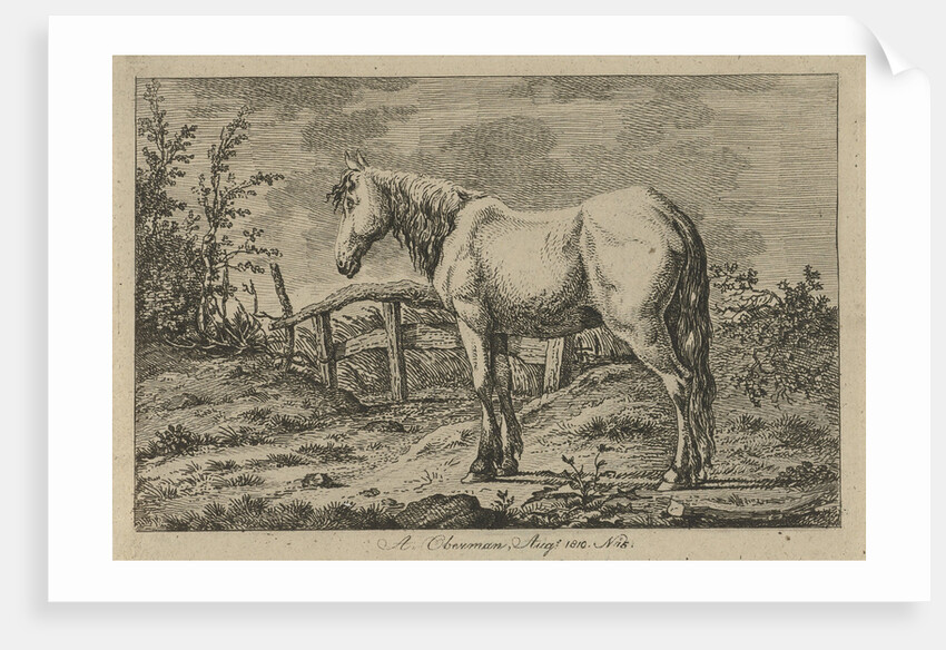 Single horse by Anthony Oberman