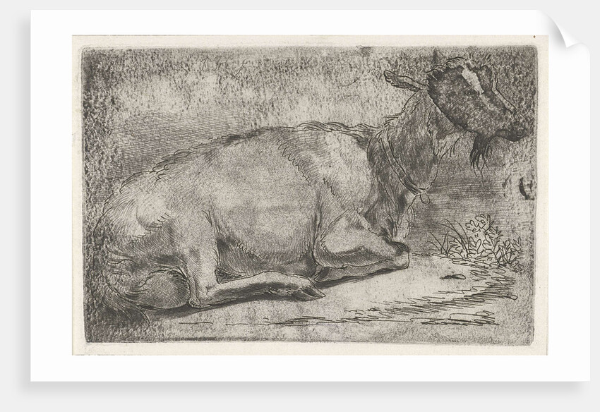 lying goat by Jabes Heenck