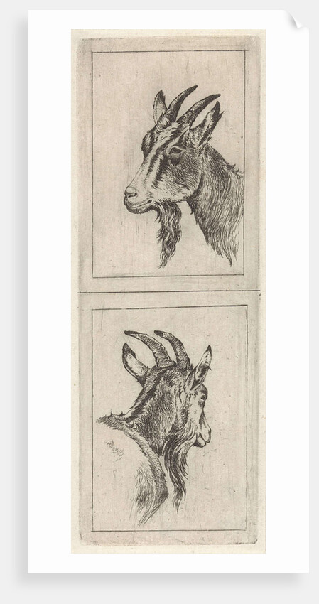 Goats head by Pieter Janson
