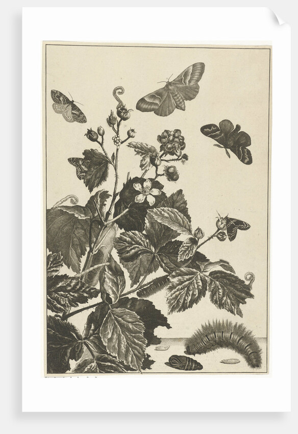 Wild rose with caterpillars and butterflies by Johannes Sluyter