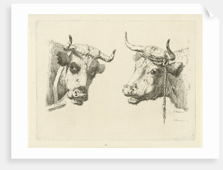Two cows heads by Pieter Roosing