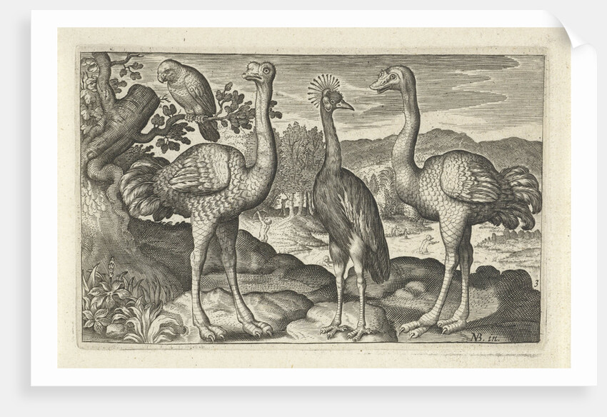 Crowned Crane between two ostriches by Claes Jansz. Visscher II