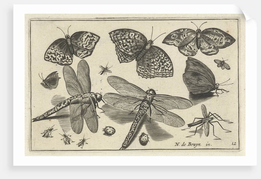 Butterflies and dragonflies by Claes Jansz. Visscher II