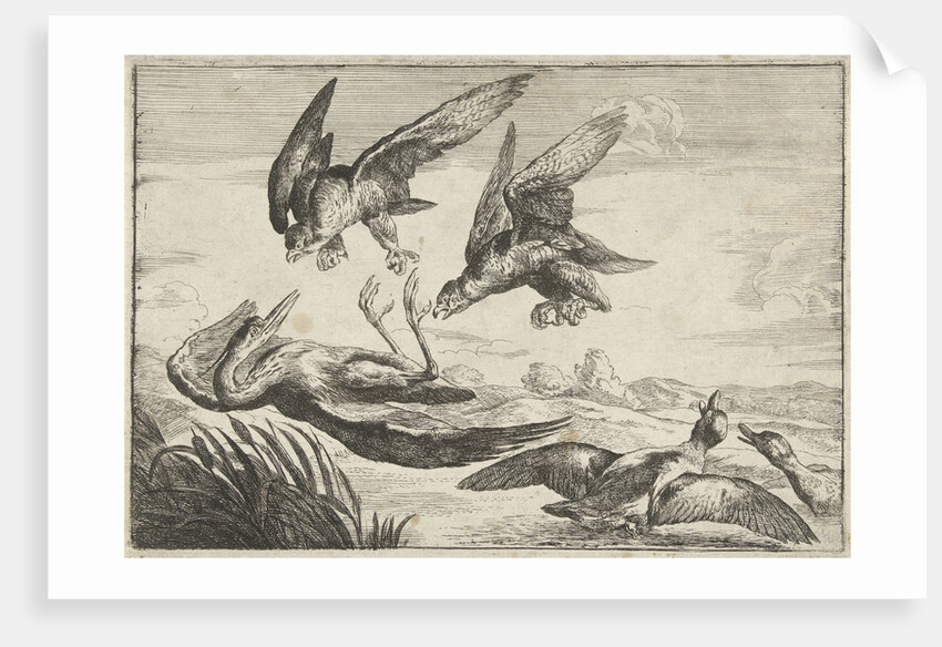 Two falcons attack a heron by Peeter Boel