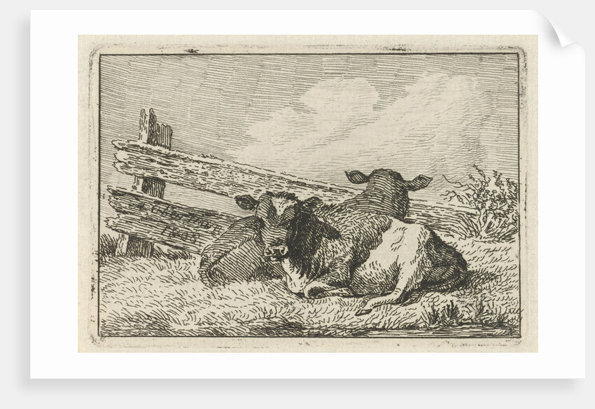 Two calves lying by a fence by Anthony Oberman