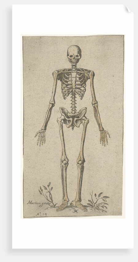 Male skeleton, seen from the front by Pieter Feddes van Harlingen