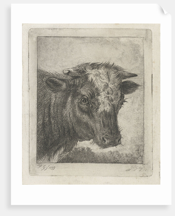 Head of a cow by Jacobus Cornelis Gaal