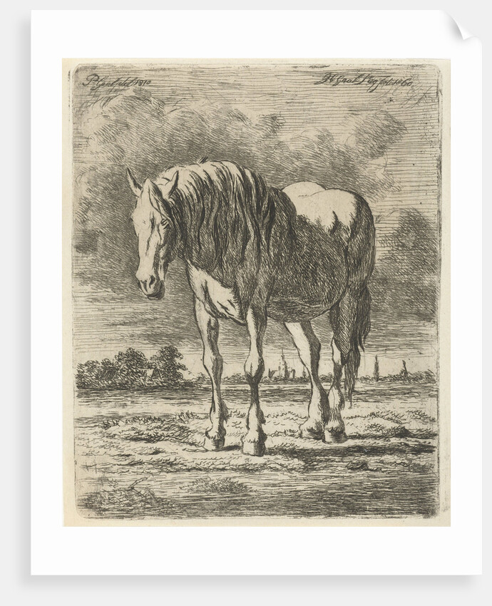 Single white horse by Pieter Gaal