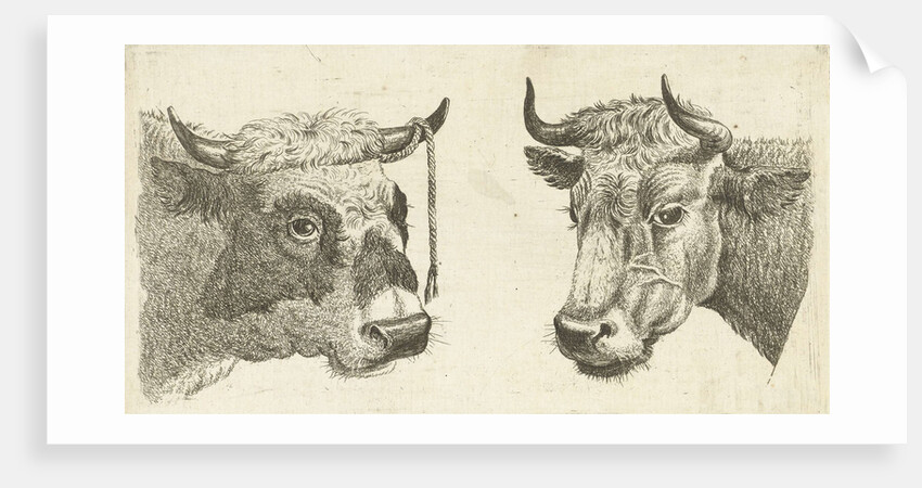 Head of a bull with rope to horns and head of cow by Cornelis Bisschop