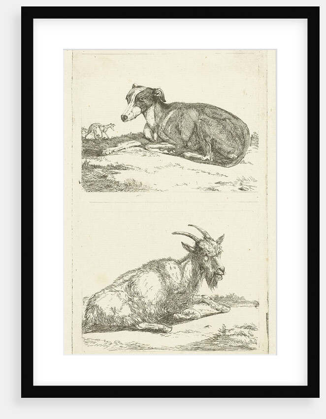 Greyhounds and goat by Jan Dasveldt