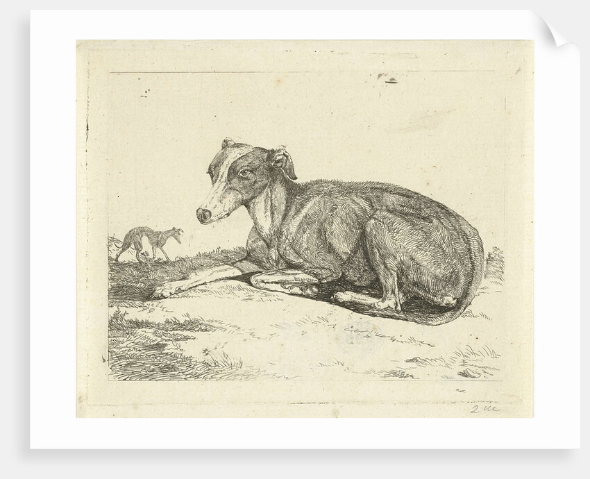 Greyhounds by Jan Dasveldt