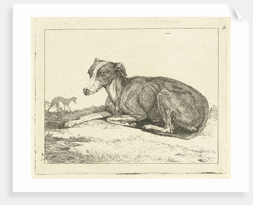 Greyhounds by Jan Dasveldt