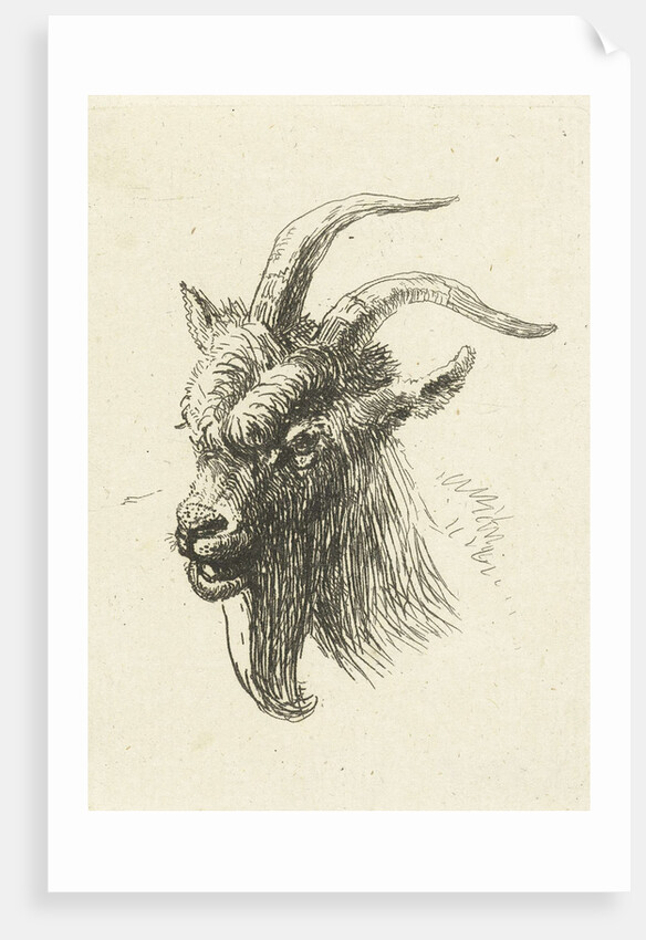 Head of a buck by Jan Dasveldt