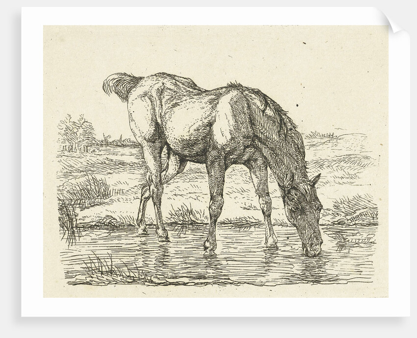 Drinking horse by Jan Dasveldt
