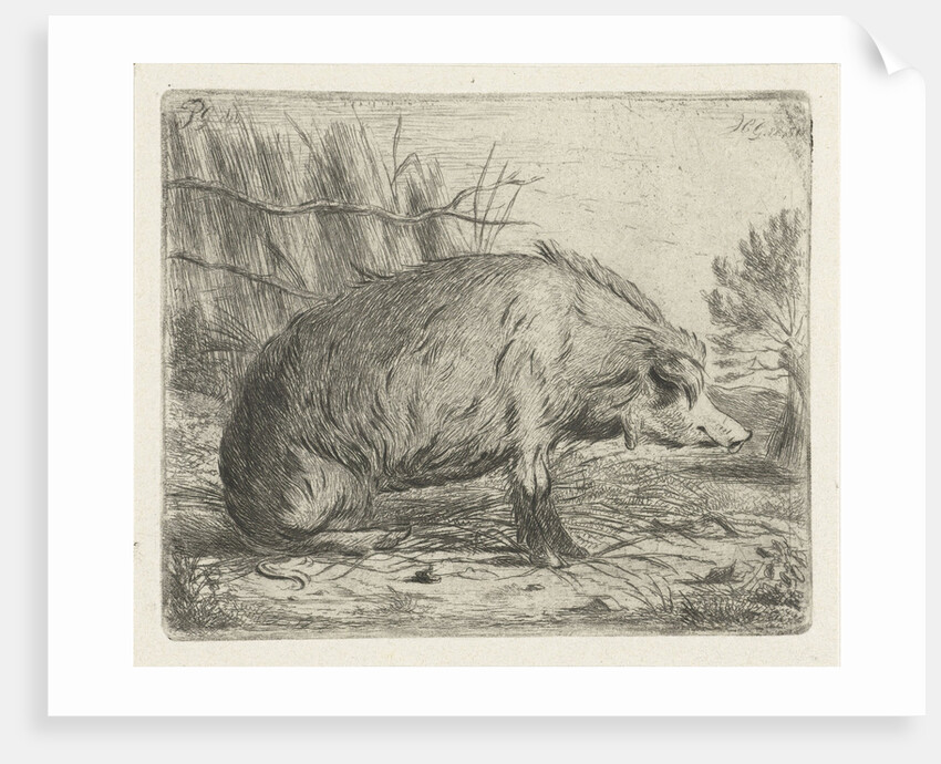 Sitting wild boar by Jacobus Cornelis Gaal