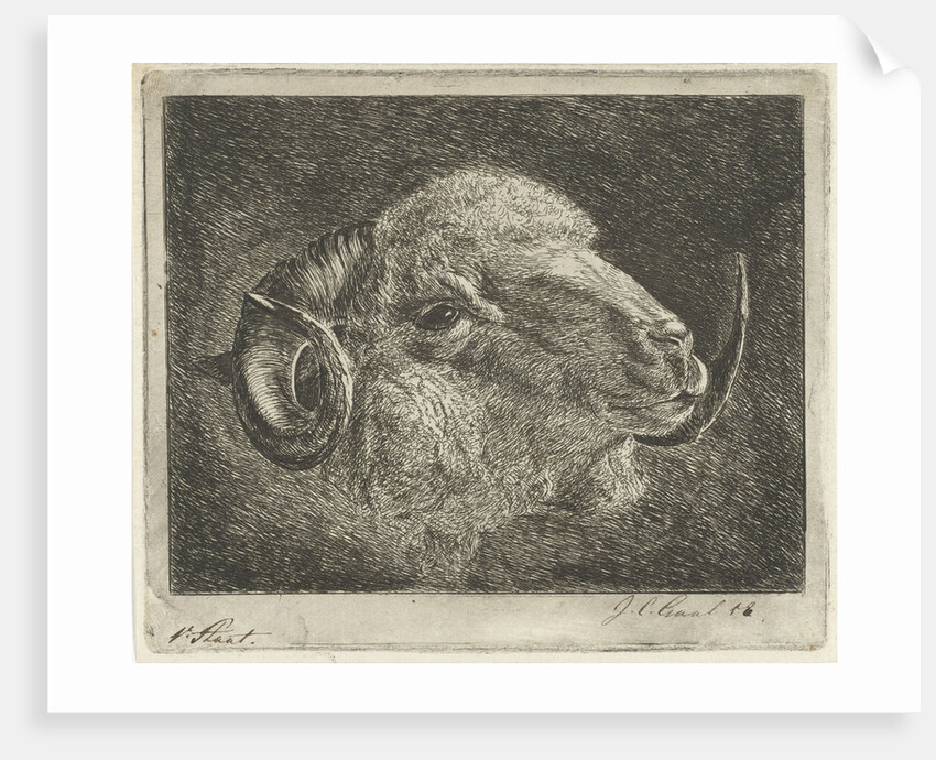 Head of a ram with twisted horns backward by Pieter Gaal