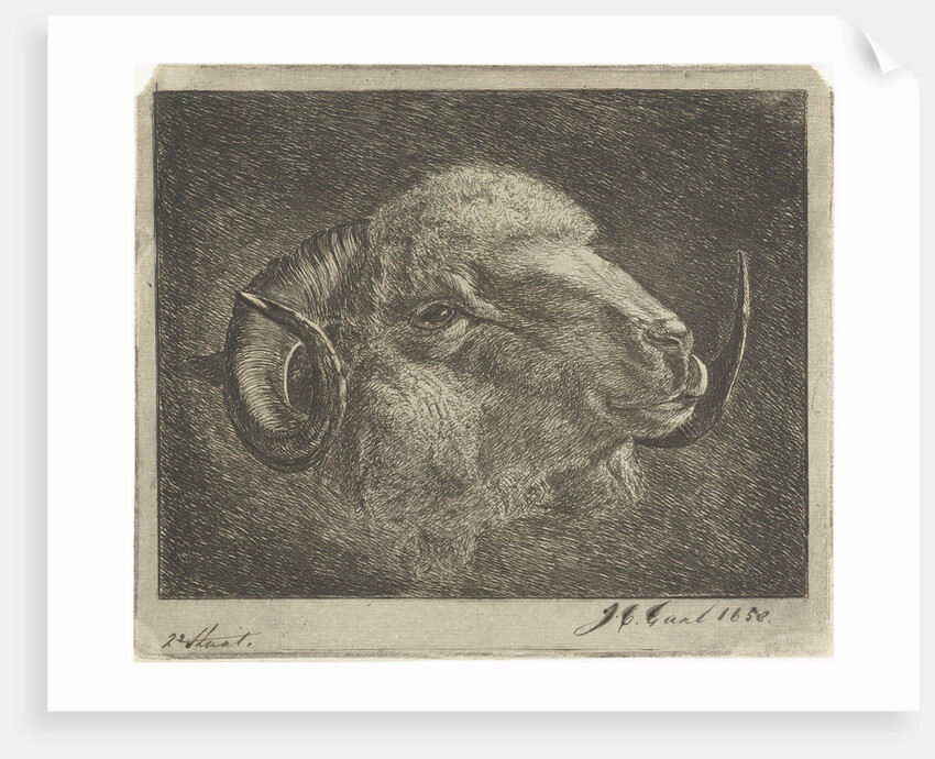 Head of a ram with twisted horns backward by Pieter Gaal