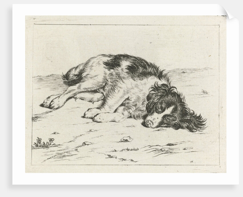 Sleeping dog by Hendrik Godart de Marée