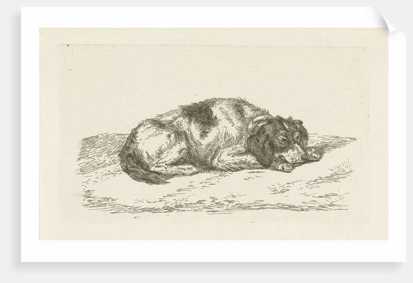 Sleeping dog with head resting on front paws by Jan Dasveldt