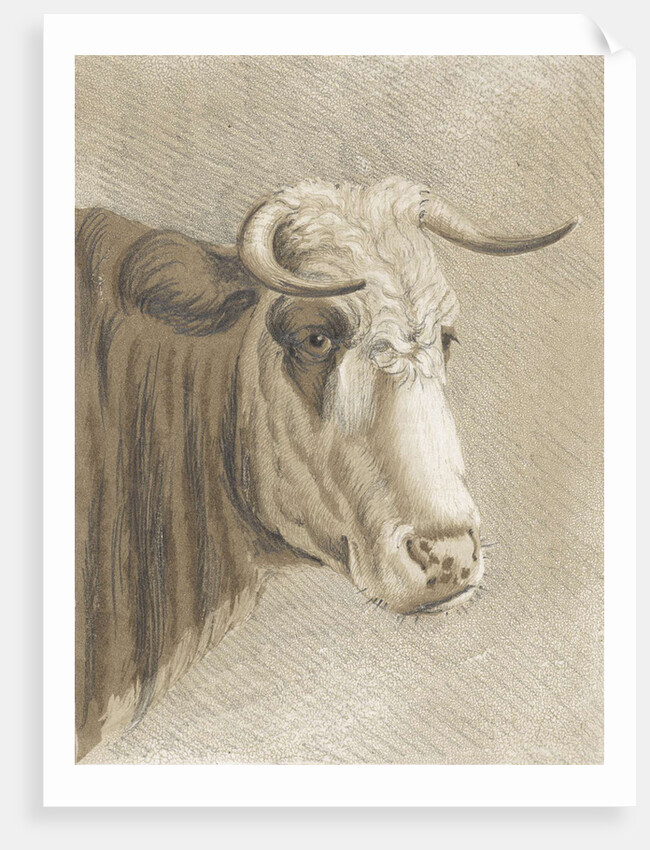 Cows head by Johann Heinrich Roos