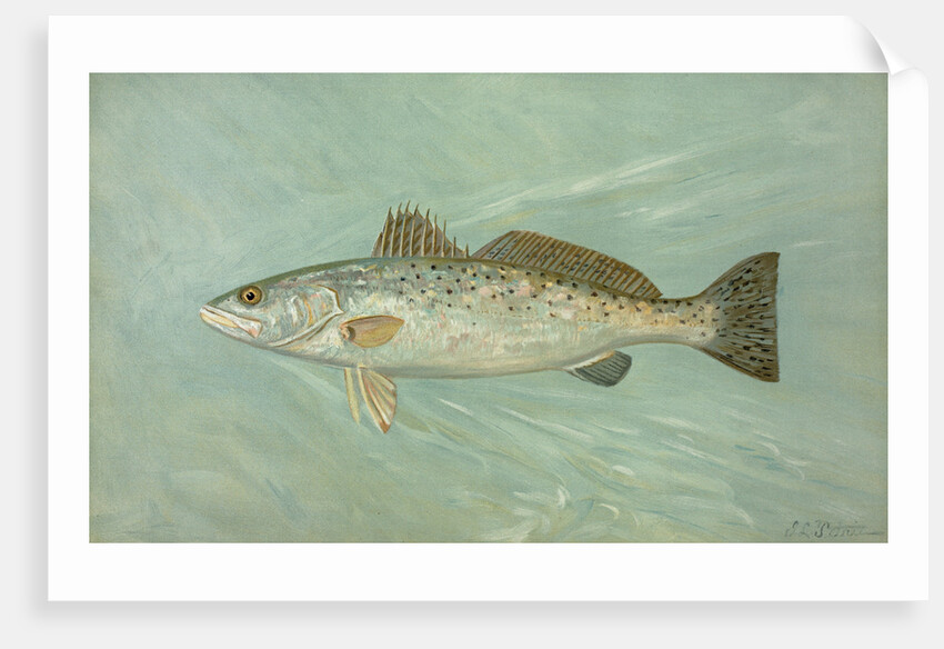 The Spotted Sea Trout, Cynoscion maculatum by J. L. Petrie