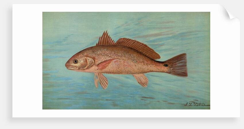 The Red Drum or Channel Bass, Scioena ocellata by J. L. Petrie