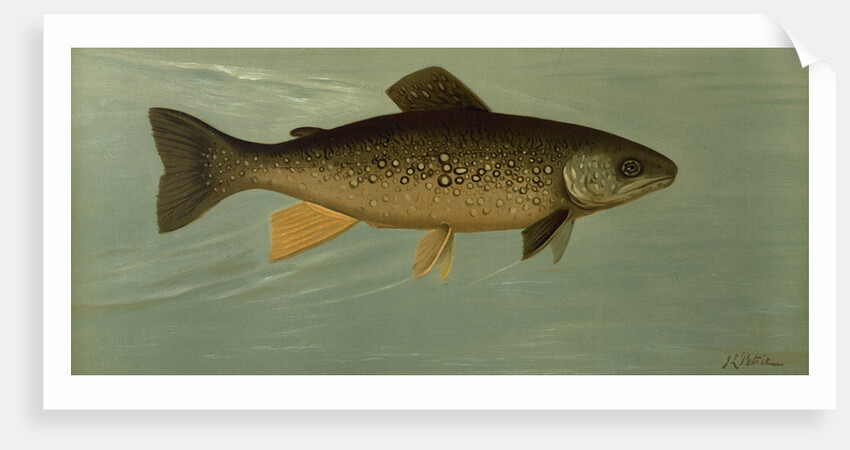 Hybrid Trout Cross of the Lake and Brook Trout by J. L. Petrie