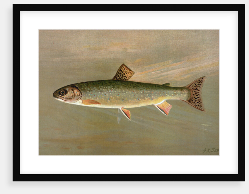The American Brook Trout, Salvelinus fontinalis by J. L. Petrie