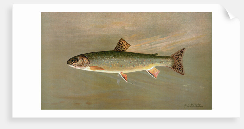 The American Brook Trout, Salvelinus fontinalis by J. L. Petrie