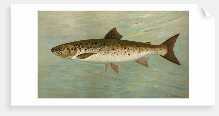 The Ouananiche or Winninish, Salmo salar ouananiche by J. L. Petrie