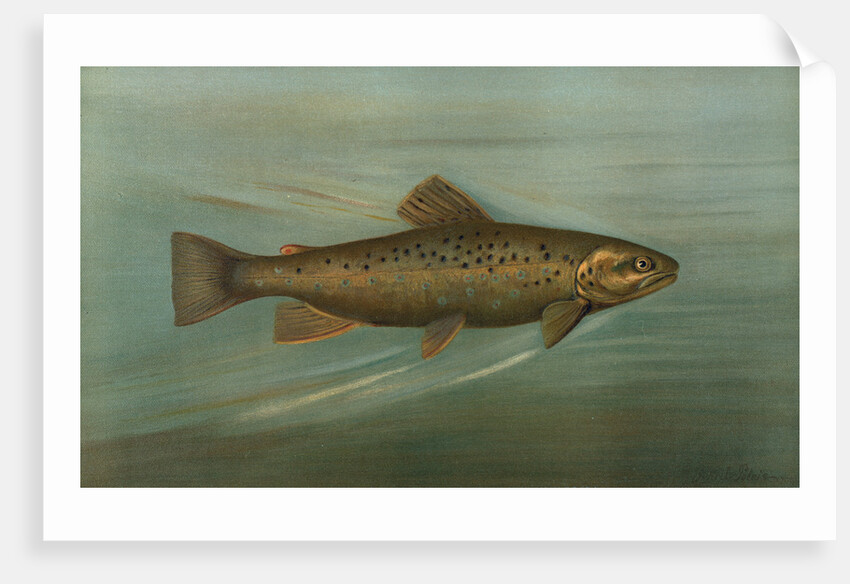 The Brown or German Trout, Salmo fario by J. L. Petrie