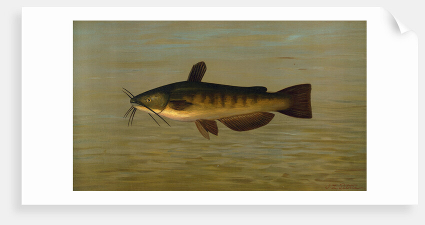 The Common Bullhead or Horned Pout, Amiurus nebulosus by J. L. Petrie