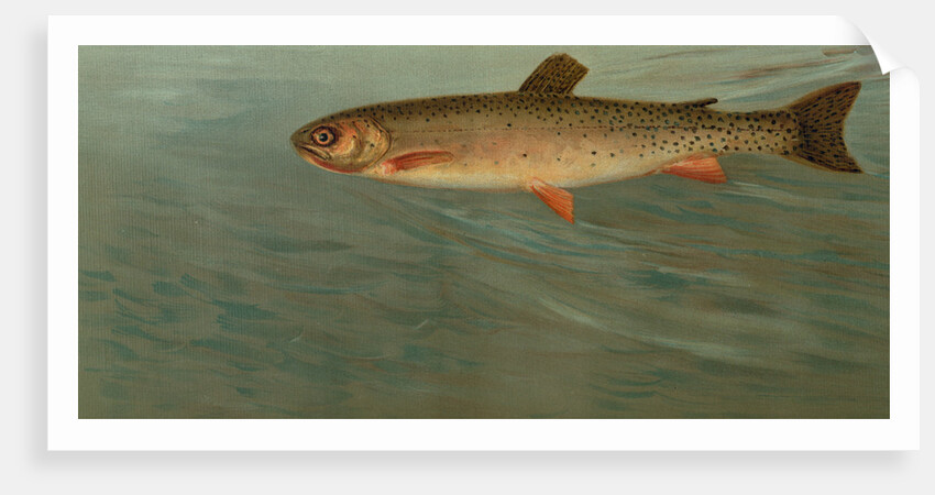 The Rocky Mountain Trout, Salmo mykiss by J. L. Petrie